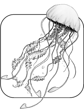 Image of a jelly fish