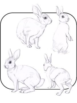 Image of a group of rabbits