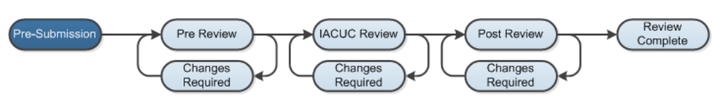 Image of the IACUC review process
